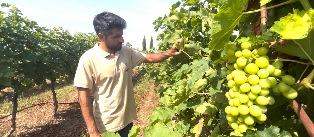 Agricultor en el viñedo