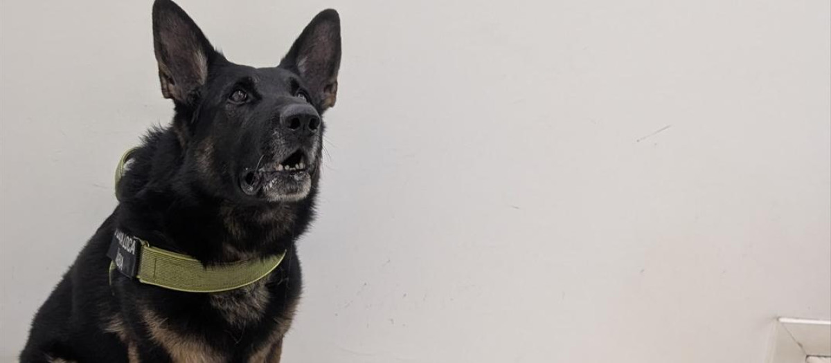 Imagen de Kosmo, el perro policía que ha ayudado para la detención de un hombre que escondía cocaína en una muleta en Jávea, Alicante