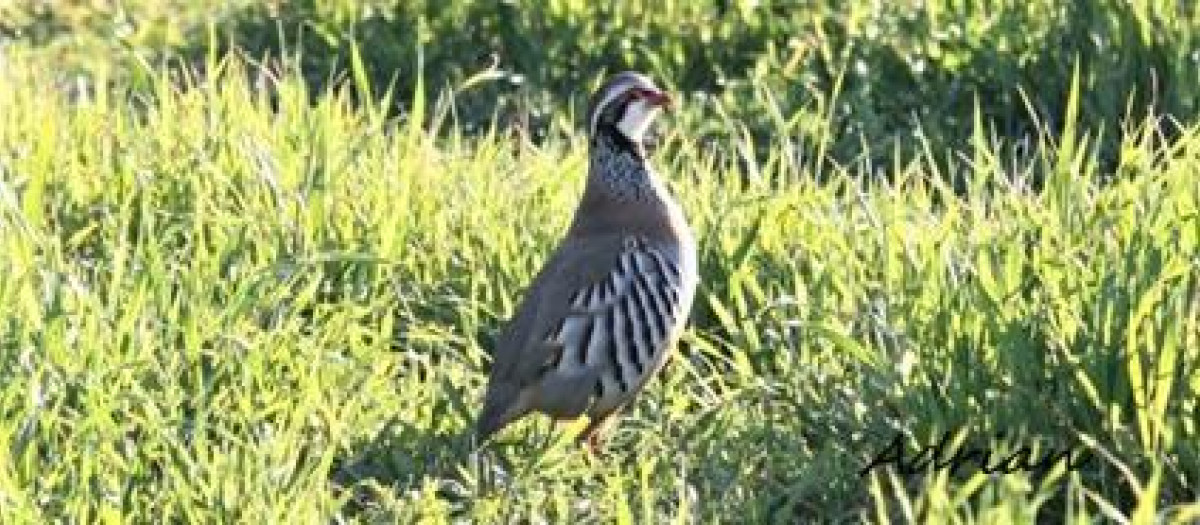 Más feliz que una perdiz.