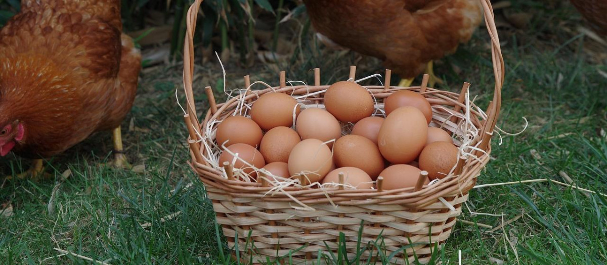 Imagen de recurso de huevos junto a gallinas criadas en libertad