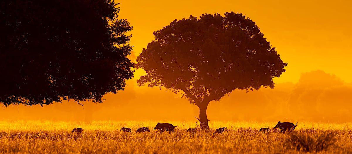 Parque Nacional de Cabañeros