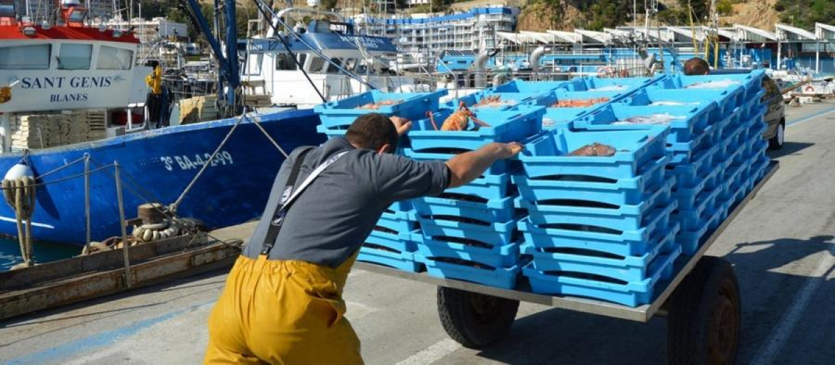 Imagen de la cofradía de Pescadores de Blanes.

REMITIDA / HANDOUT por COFRADÍA DE PESCADORES DE BLANES
Fotografía remitida a medios de comunicación exclusivamente para ilustrar la noticia a la que hace referencia la imagen, y citando la procedencia de la imagen en la firma
26/3/2020