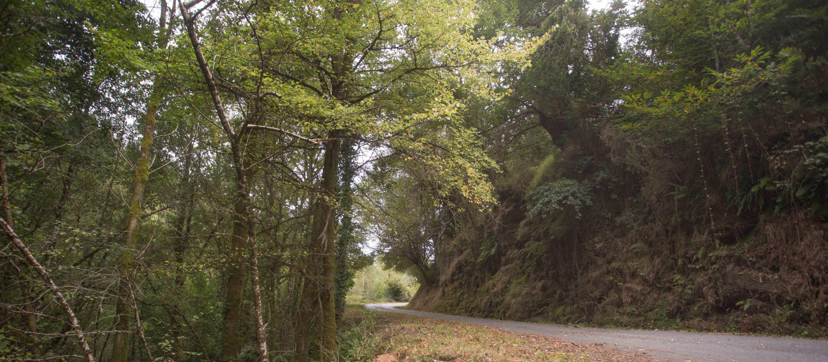 Otoño en un bosque de Galicia