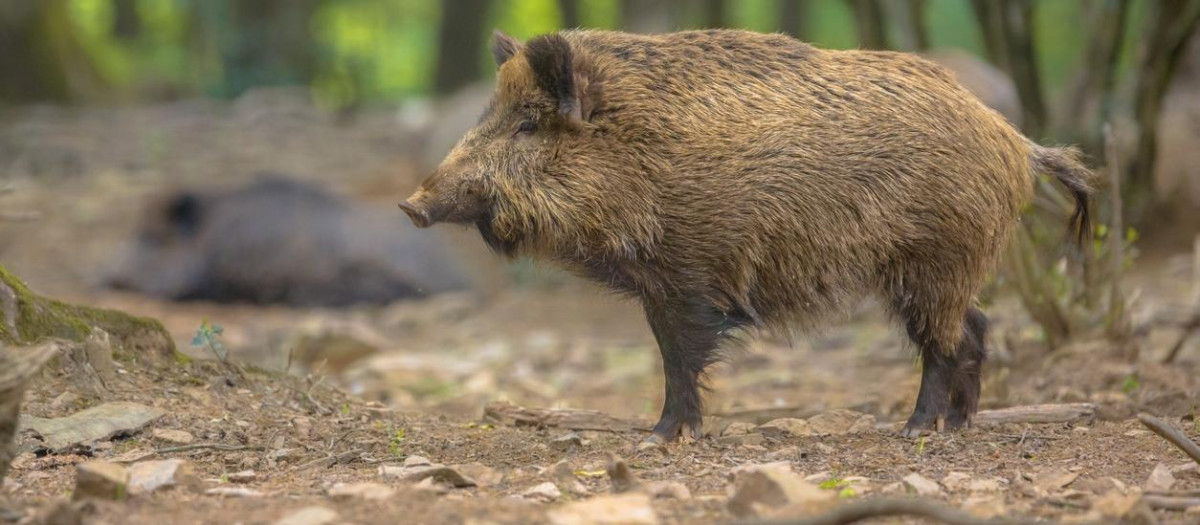 Imagen de un jabalí

REMITIDA / HANDOUT por INTERPORC
Fotografía remitida a medios de comunicación exclusivamente para ilustrar la noticia a la que hace referencia la imagen, y citando la procedencia de la imagen en la firma
28/11/2025