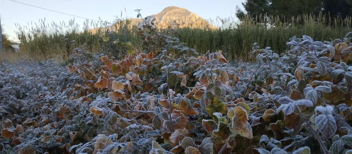 Imagen de heladas en la partida de Lluca en Jávea.