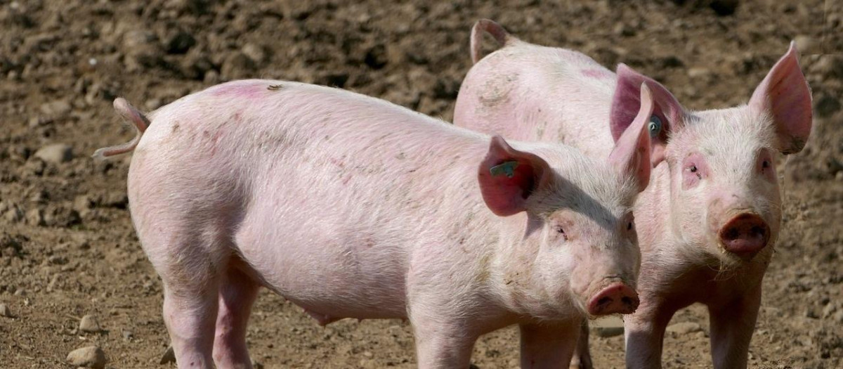 Cerdos en una granja en España