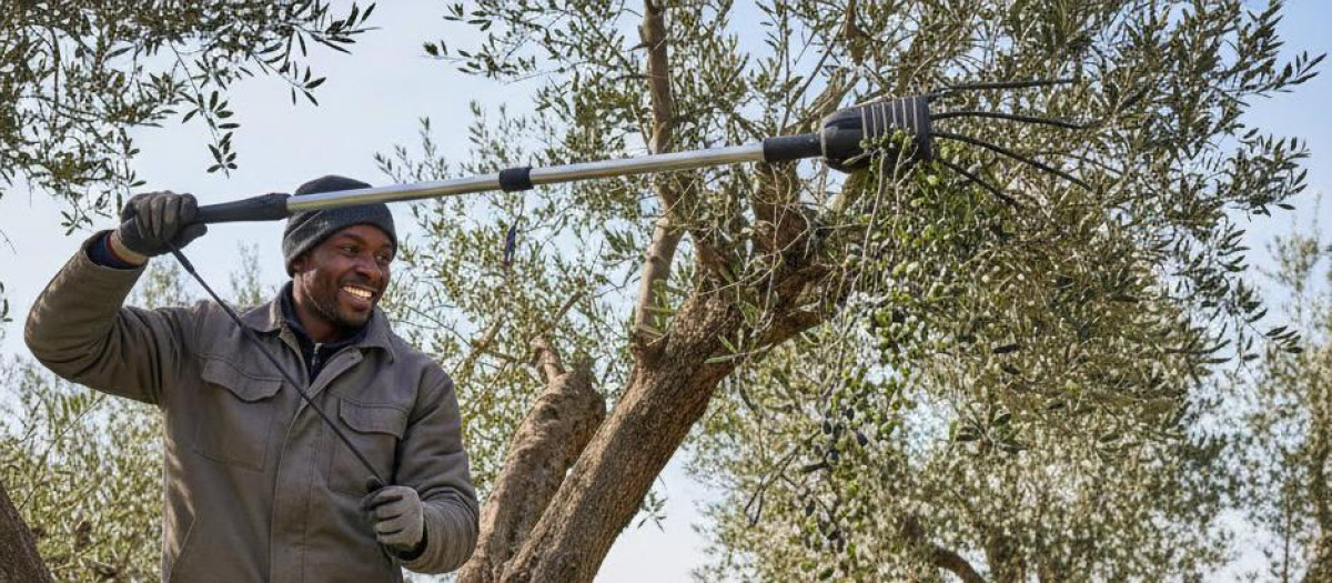 Dos senegaleses recogen aceitunas en Jaén.