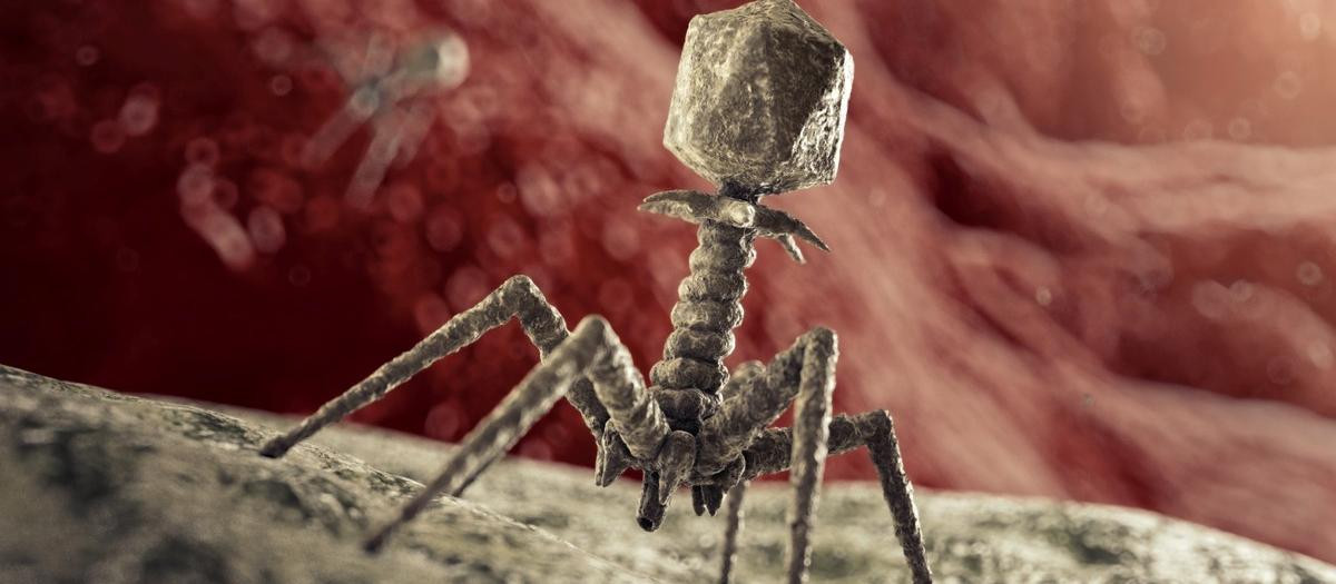 Los fagos que infectan bacterias