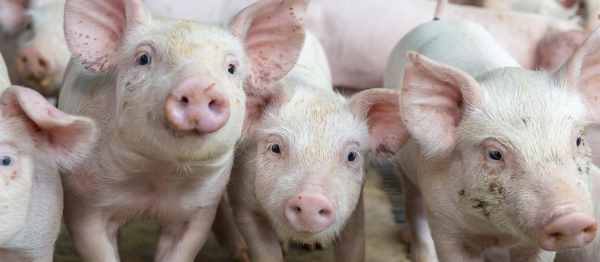 Cerdos en una granja