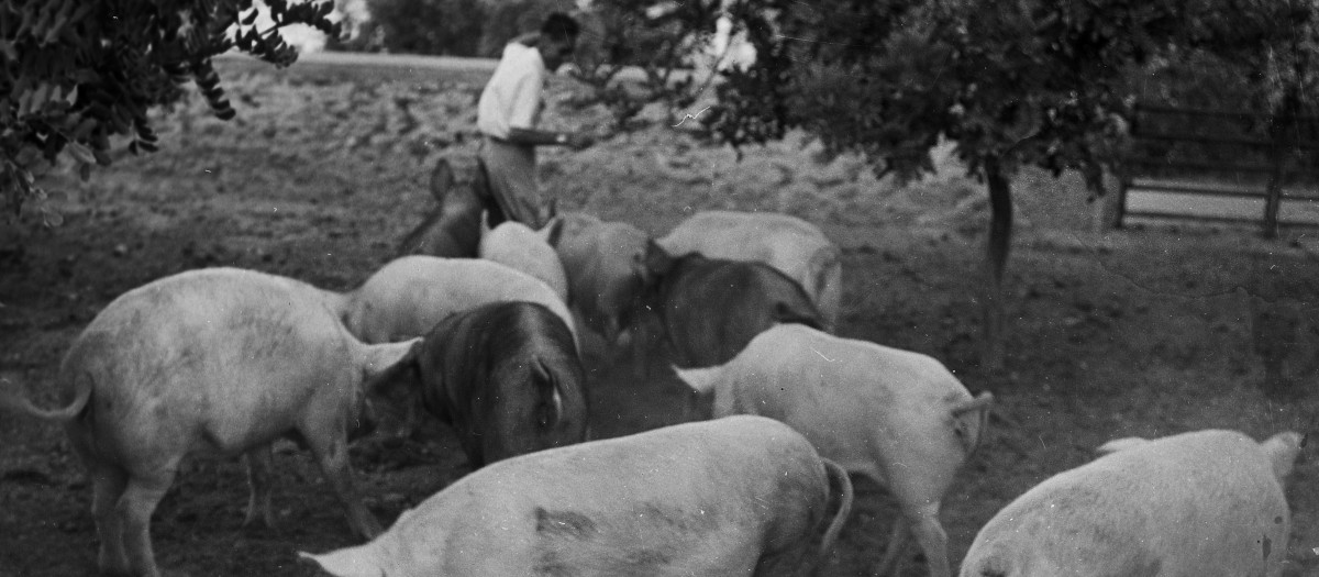 Cerdos en una granja en la localidad alicantina de Calpe, en 1959.