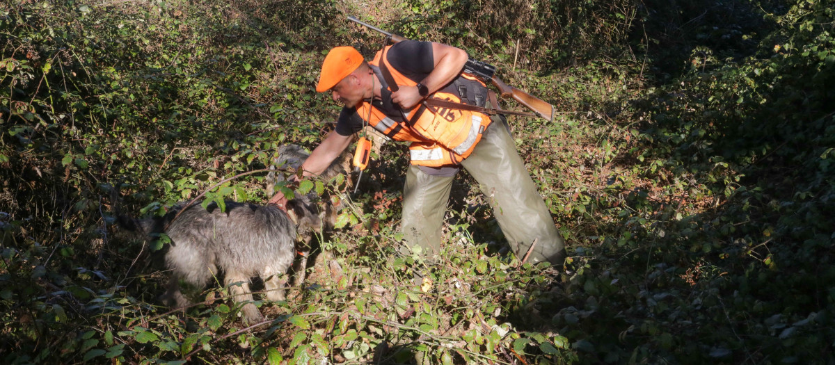 Batida de jabalí en Galicia