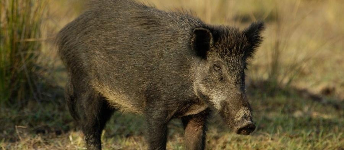 Imagen de un ejemplar de jabalí.
