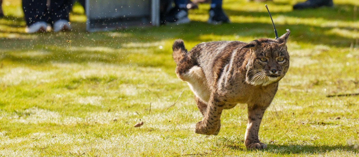 Suelta de lince en Adamuz (Córdoba)