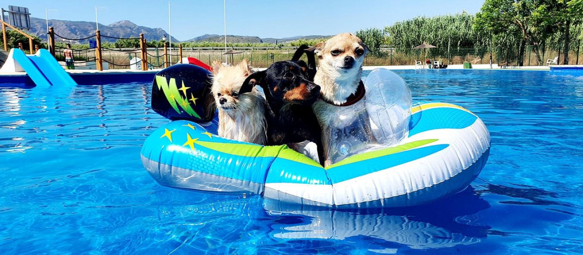 Piscina para perros en el Trust Resort Canino (Alicante).