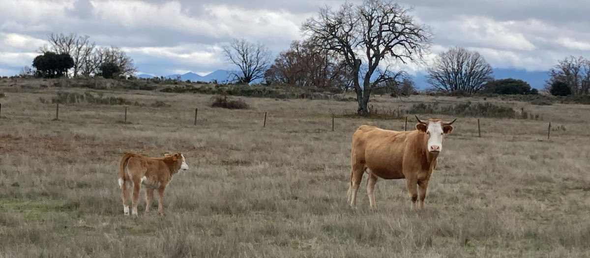 Ganadería de vacuno en extensivo en la provincia de Salamanca