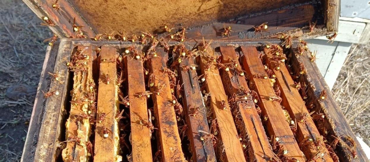 Ejemplares de avispón oriental