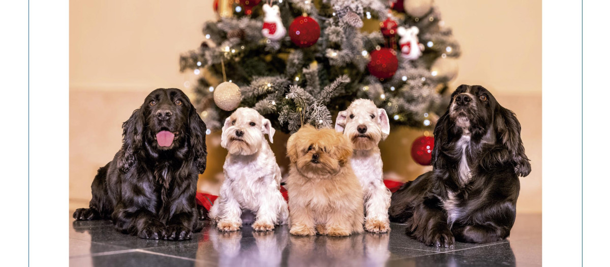 Los cinco perros de los Reyes Don Juan Carlos y Doña Sofía ante el árbol de Navidad