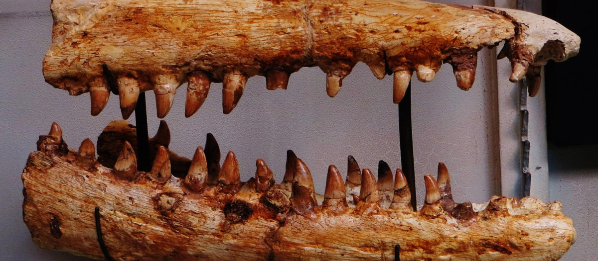 Mandíbulas del mosasaurio Prognathodon