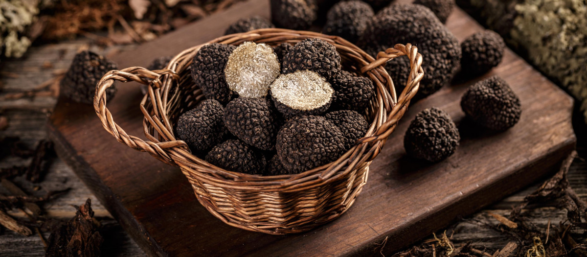 Cesta con trufas negras
