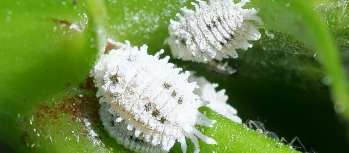 Imagen del nuevo cotonet

REMITIDA / HANDOUT por LA UNIÓ
Fotografía remitida a medios de comunicación exclusivamente para ilustrar la noticia a la que hace referencia la imagen, y citando la procedencia de la imagen en la firma
15/12/2025