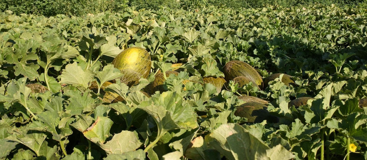 (Foto de ARCHIVO)
Melón, cultivos, campo, agricultura, agrario, PAC

REMITIDA / HANDOUT por JCCM
Fotografía remitida a medios de comunicación exclusivamente para ilustrar la noticia a la que hace referencia la imagen, y citando la procedencia de la imagen en la firma
24/8/2018