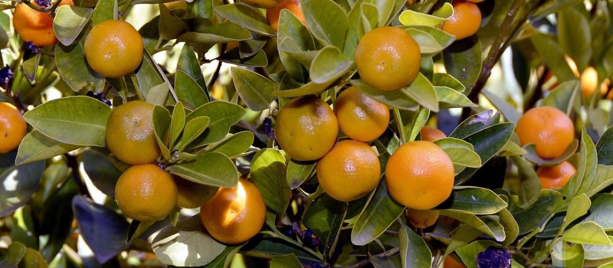 Mandarinas en el árbol