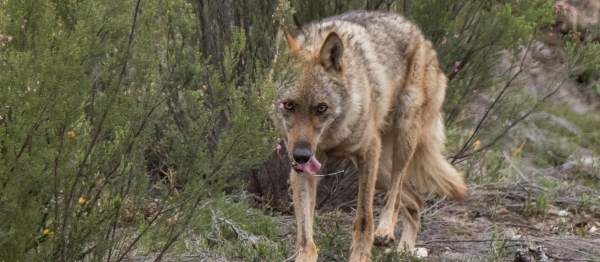 Un lobo en el Centro del Lobo Ibérico de Castilla y León, Félix Rodríguez de la Fuente