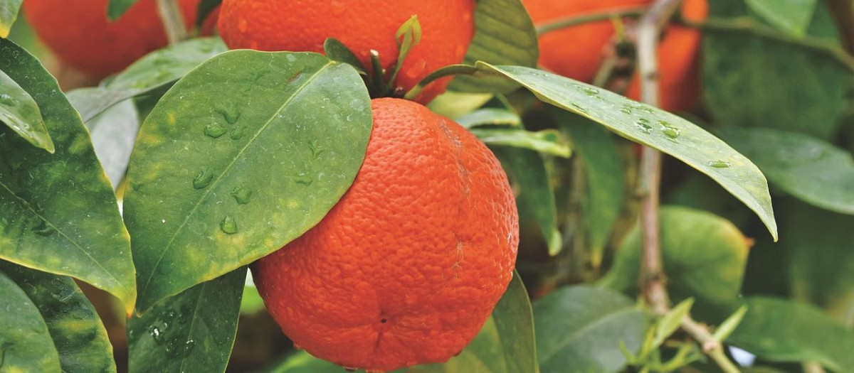 Naranjas en el árbol