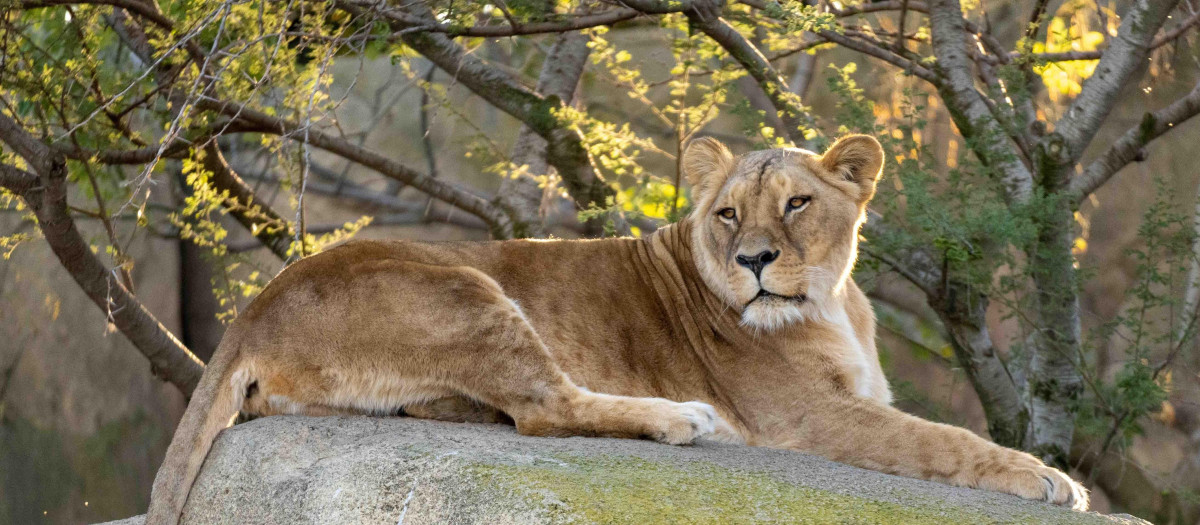 Imagen de archivo de Luana, la leona fallecida de Bioparc Valencia