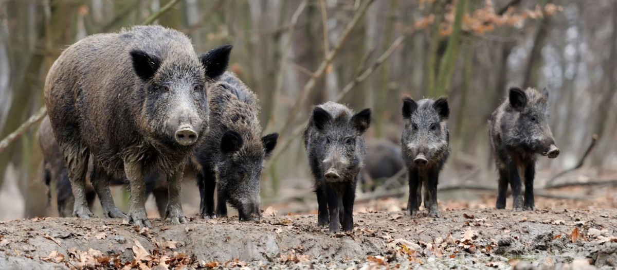 Una piara de jabalíes