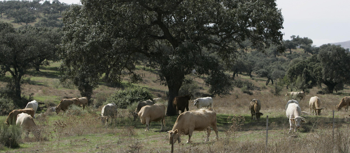Ganadería extensiva de vacuno.
