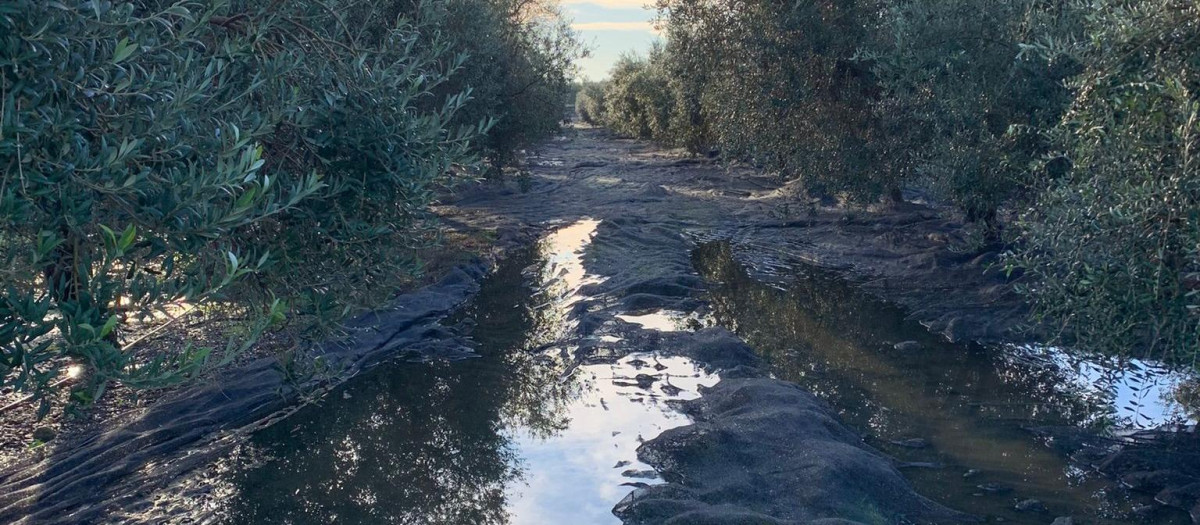 Olivar encharcado de agua