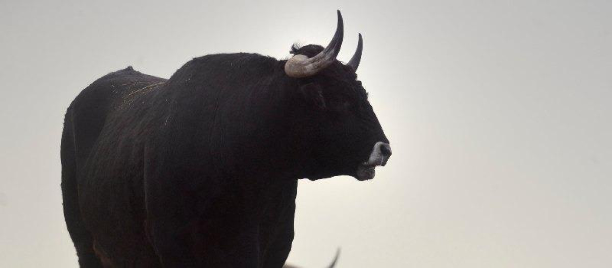 Un toro de raza sayaguesa