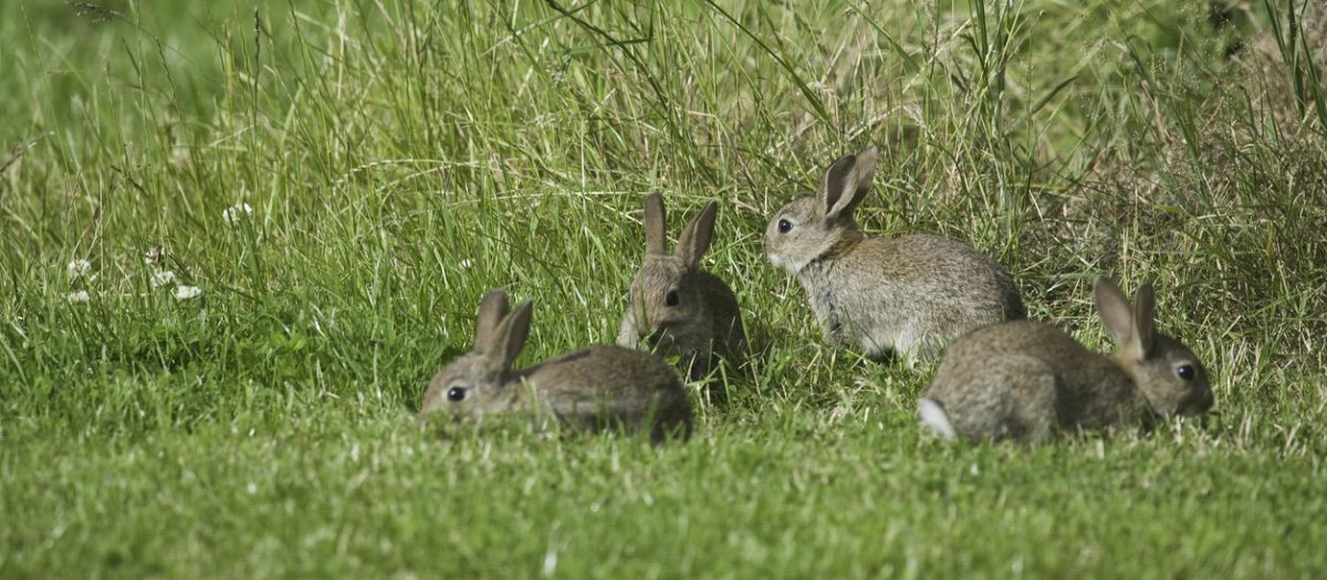 Four wild baby rabbits nibbling the succulent grass on one of their earliest forays from their burrow.