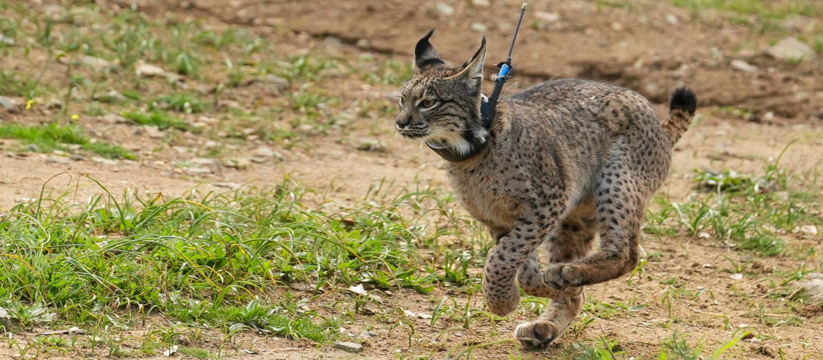 Lince ibérico puesto en libertad en Andalucía