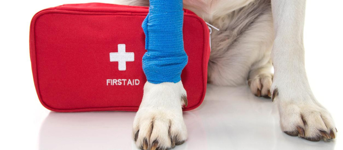 Si se tiene una mascota es importante contar con un botiquín de primeros auxilios