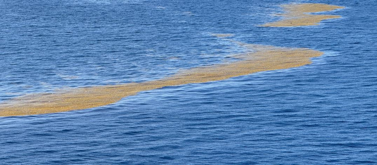 Algas de sargazo flotando en mar abierto