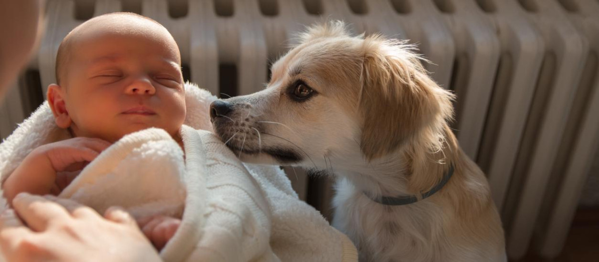 Un perro doméstico olfatea a un recién nacido