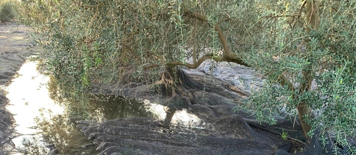 Destrozos provocados por las tormentas en olivos de la provincia de Córdoba