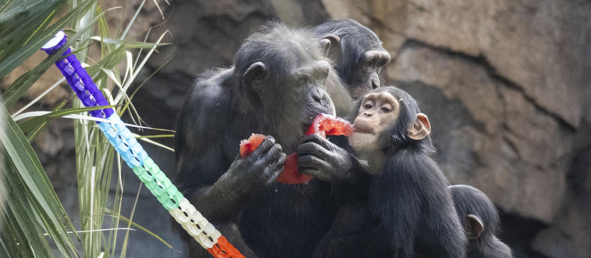 Imagen de la familia de chimpancés celebrando el cumpleaños de Cala.