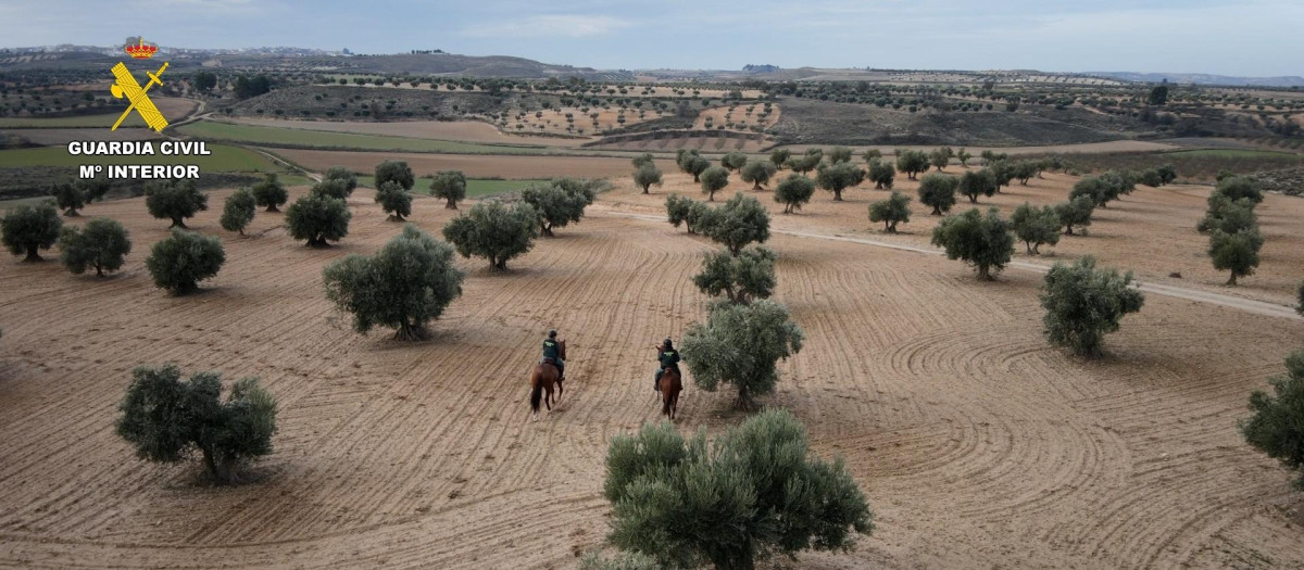 La Comandancia de la Guardia Civil de Toledo pone en marcha un dispositivo de prevención y control durante la campaña de recolección de aceituna.

REMITIDA / HANDOUT por GUARDIA CIVIL
Fotografía remitida a medios de comunicación exclusivamente para ilustrar la noticia a la que hace referencia la imagen, y citando la procedencia de la imagen en la firma
19/1/2026