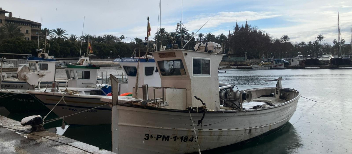Barcos de la flota artesanal de pesca de Baleares, amarrados este lunes en Palma