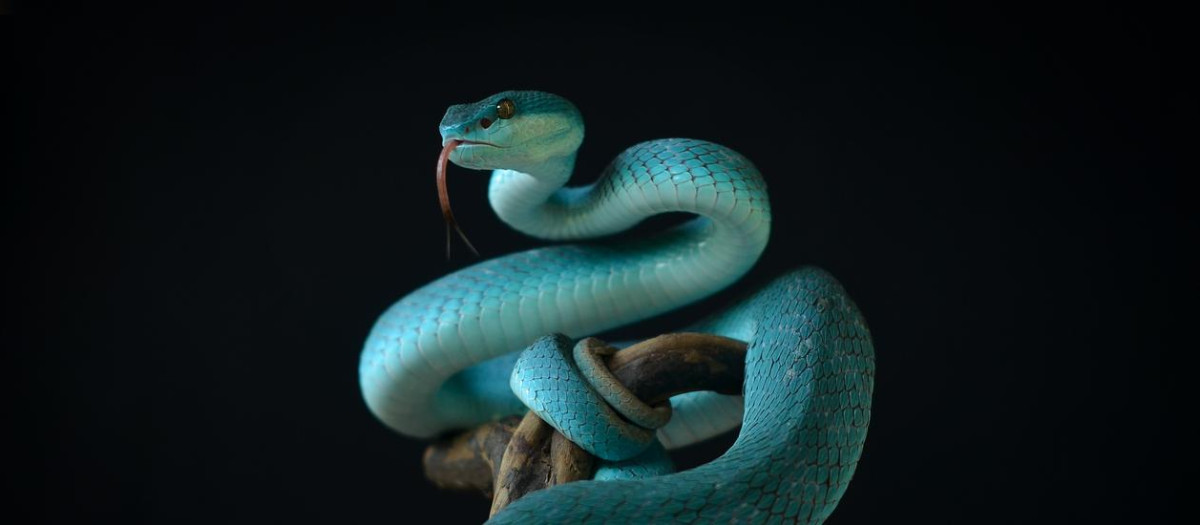 Serpientes venenosas