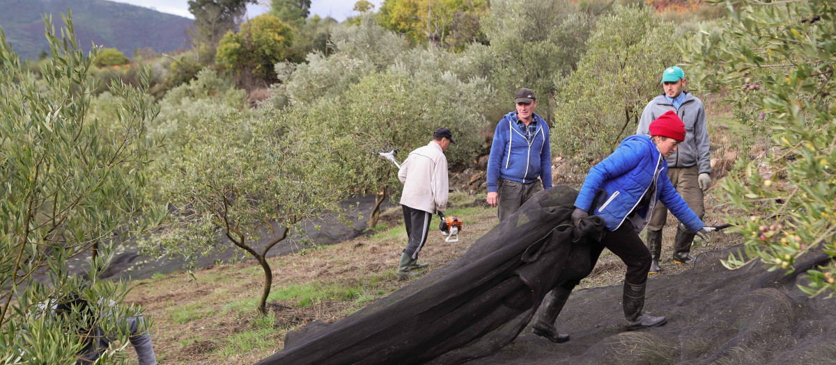 Varias personas recogen aceitunas durante el comienzo de la campaña, en Quiroga, Lugo, Galicia (España).