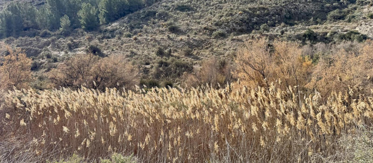 Imagen de un trozo del nuevo sendero donde se aprecian los tarays, Elda