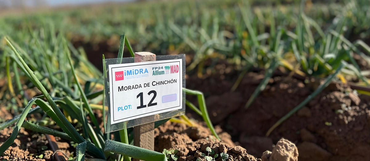 Descubren dos variedades de cebolla en Madrid