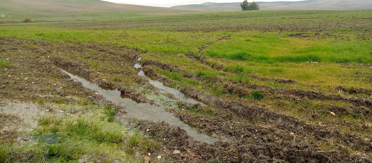 Campo anegado en la Campiña de Córdoba