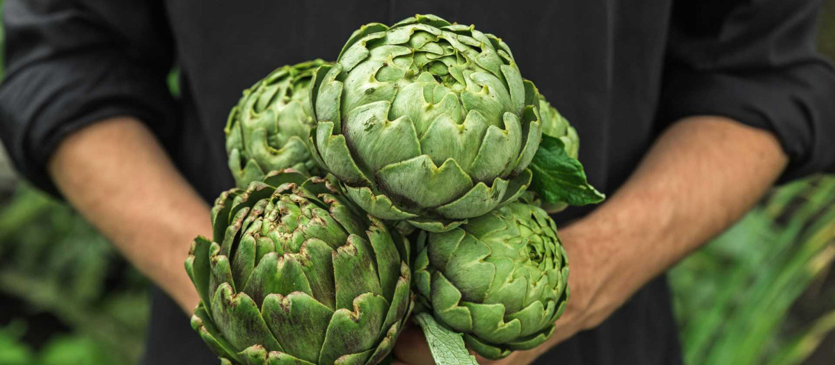 Imagen de archivo de la Alcachofa de Benicarló, Castellón