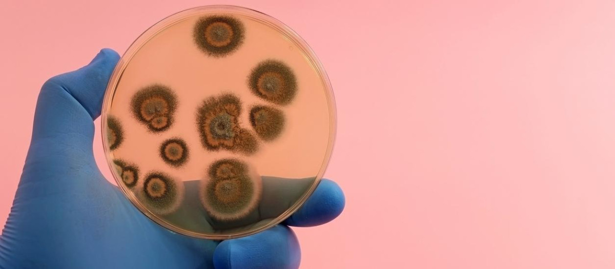 Fungal colonies isolated in the scientific research laboratory on a Petri dish