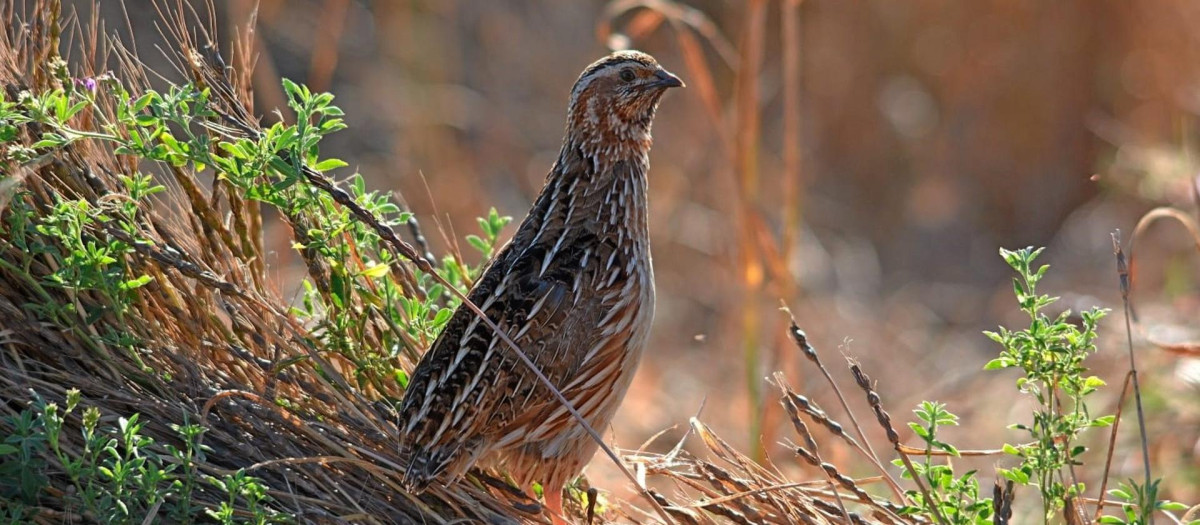 Imagen de una codorniz
SOCIEDAD 
FEDERACIÓN DE CAZA DE LA COMUNITAT VALENCIANA
